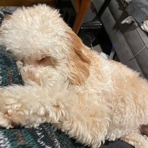 Meet your Posher, Lisbeth